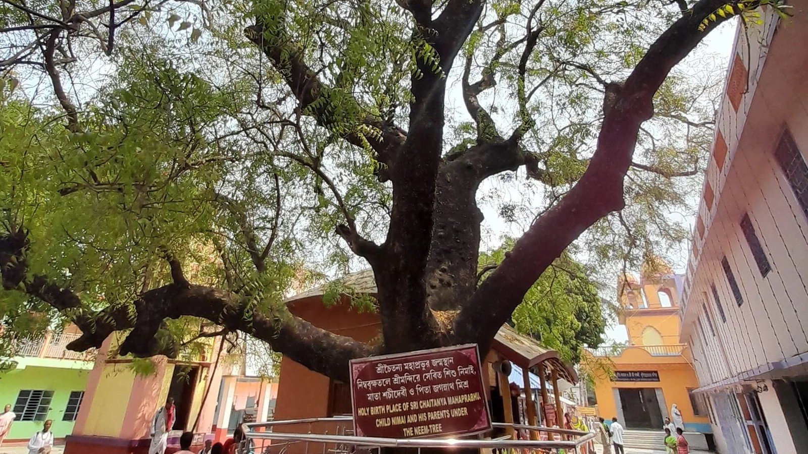 neem tree